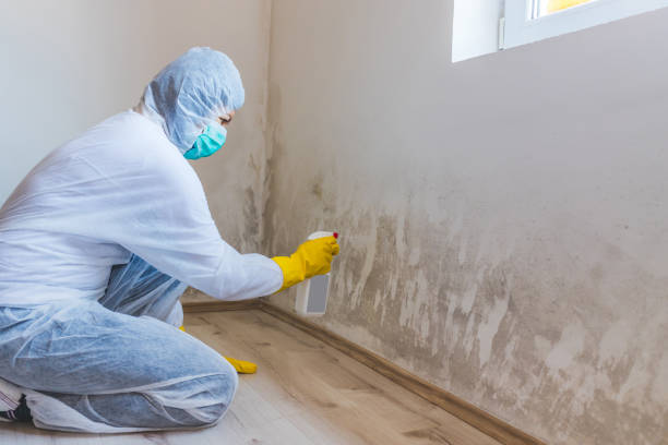 Licensed Basement Mold Remediation service in Moyock, NC - WQB Mold Removal