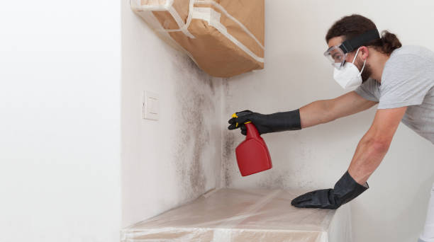 Professional Basement Mold Remediation technician working in Moyock, NC